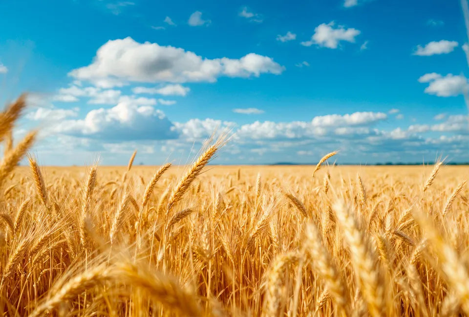 From Soil to Shelf: How Zuari Ensures Quality at Every Step